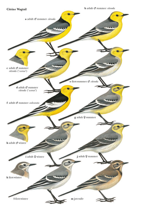 Pipits & Wagtails of Europe, Asia and North Africa - Alström, P. 2003