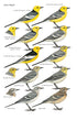 Pipits & Wagtails of Europe, Asia and North Africa - Alström, P. 2003