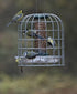 Ruokinta, Birdfeeder Guardian, small - ruokintaa suojaava häkki