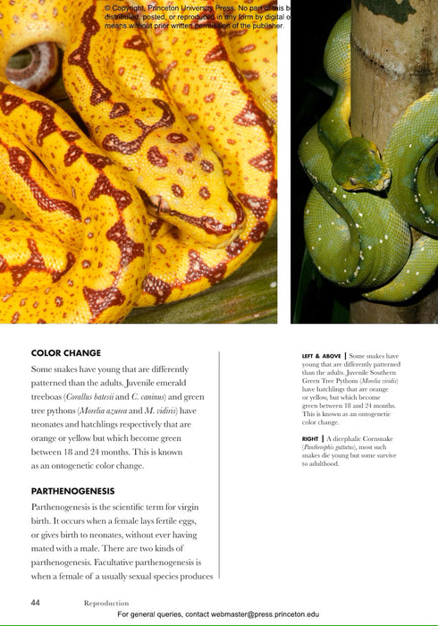Snakes of the World: A Guide to Every Family (Mark O'Shea 2023)