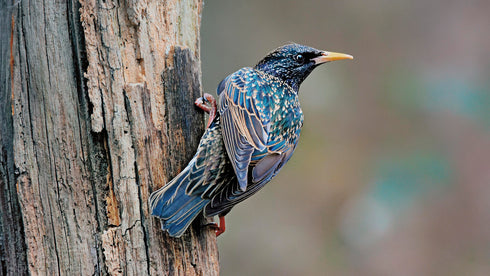 Kottaraisen- / käenpiianpönttö - lentoaukko 50mm