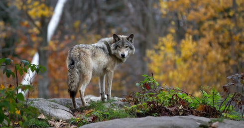Suomalainen susi - Erkki Pulliainen ja Lassi Rautiainen 2019