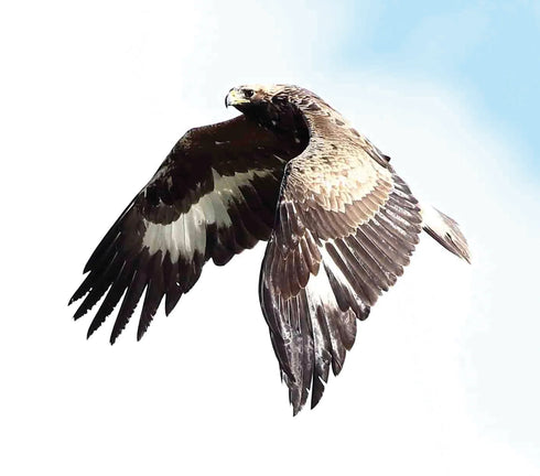 The Golden Eagle Around the World A Monograph on a Holarctic Raptor - Ellis, D. H. ym. 2024