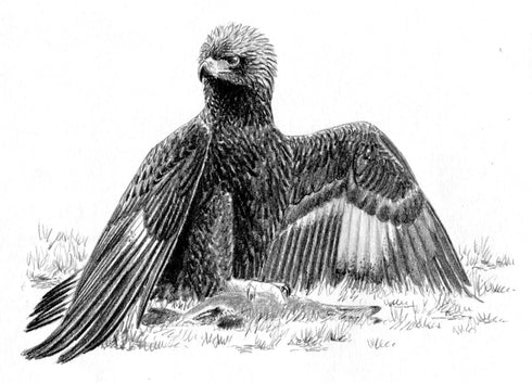 The Golden Eagle Around the World A Monograph on a Holarctic Raptor - Ellis, D. H. ym. 2024