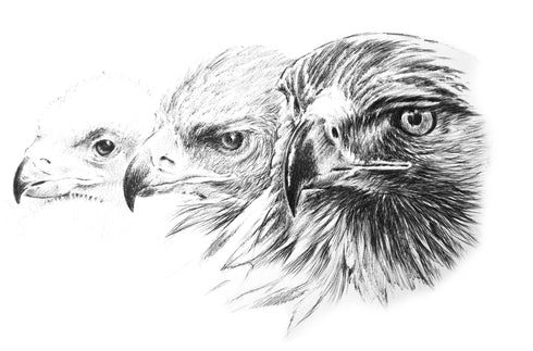 The Golden Eagle Around the World A Monograph on a Holarctic Raptor - Ellis, D. H. ym. 2024