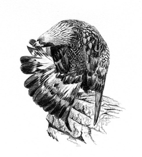 The Golden Eagle Around the World A Monograph on a Holarctic Raptor - Ellis, D. H. ym. 2024