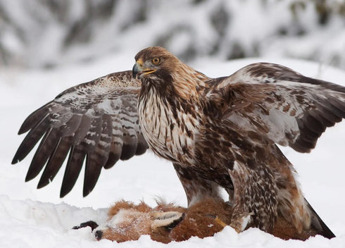 The Golden Eagle Around the World A Monograph on a Holarctic Raptor - Ellis, D. H. ym. 2024