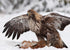 The Golden Eagle Around the World A Monograph on a Holarctic Raptor - Ellis, D. H. ym. 2024