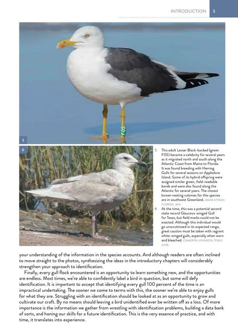 The Gull Guide: North America - Amar Ayyash 2024