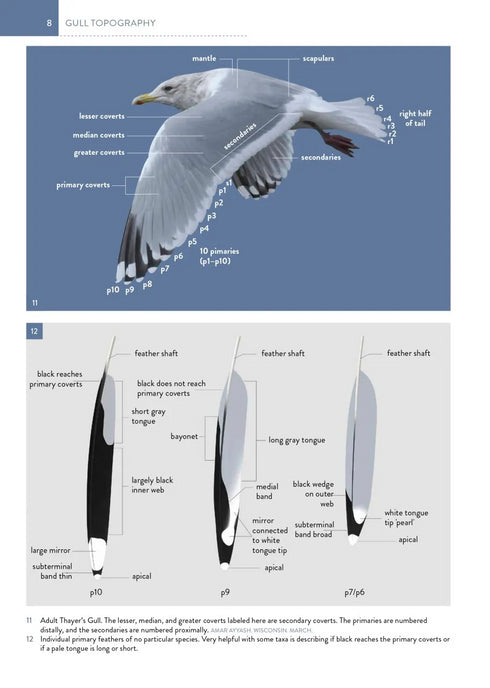 The Gull Guide: North America - Amar Ayyash 2024