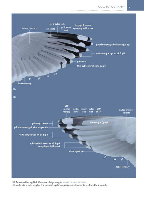 The Gull Guide: North America - Amar Ayyash 2024