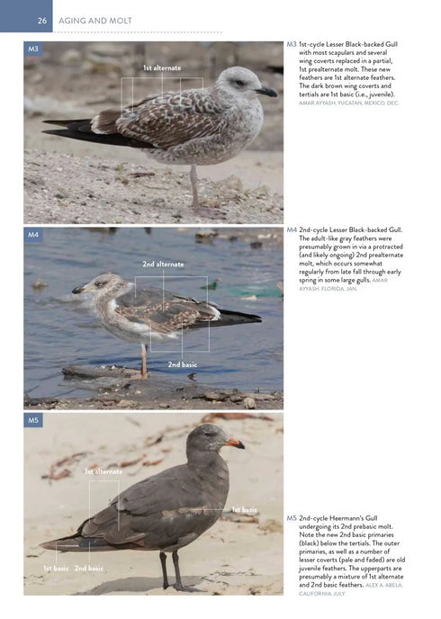 The Gull Guide: North America - Amar Ayyash 2024