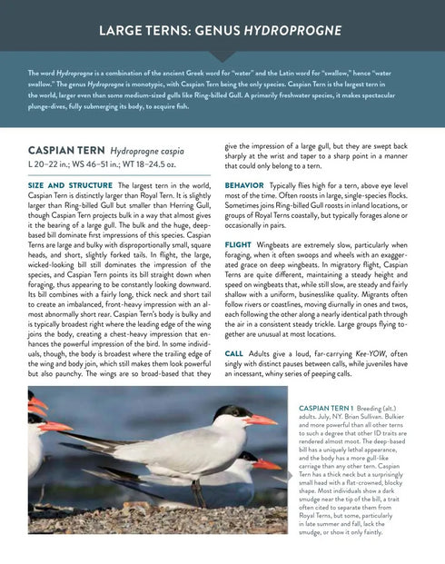 Terns of North America A Photographic Guide - Cameron Cox 2023