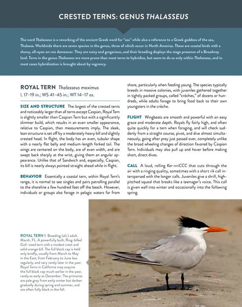 Terns of North America A Photographic Guide - Cameron Cox 2023