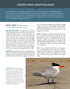 Terns of North America A Photographic Guide - Cameron Cox 2023