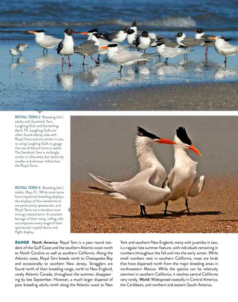 Terns of North America A Photographic Guide - Cameron Cox 2023