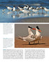 Terns of North America A Photographic Guide - Cameron Cox 2023