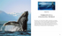 Whales & Dolphins of the World - Simmons,M. 2013