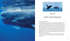 Whales & Dolphins of the World - Simmons,M. 2013