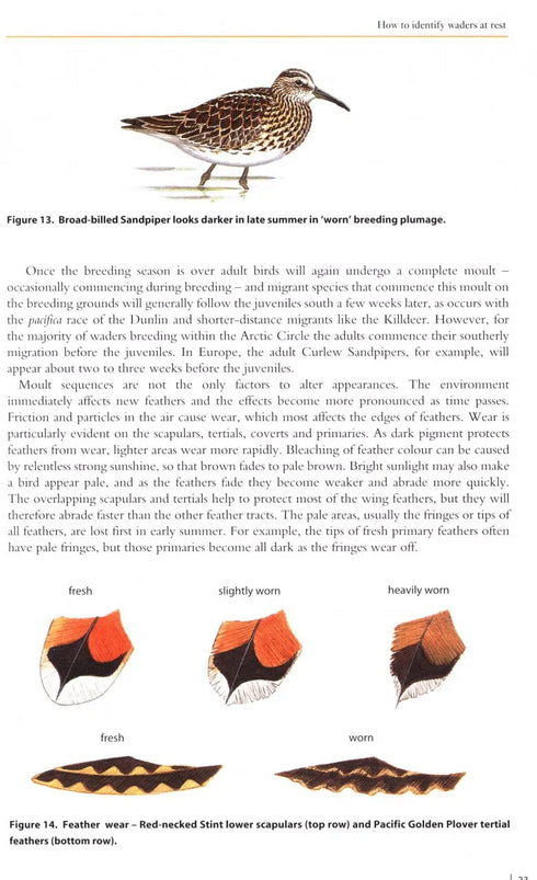 Waders of Europe, Asia and North America - Don W. Taylor 2005