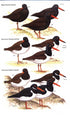 Waders of Europe, Asia and North America - Don W. Taylor 2005