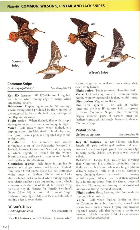 Waders of Europe, Asia and North America - Don W. Taylor 2005