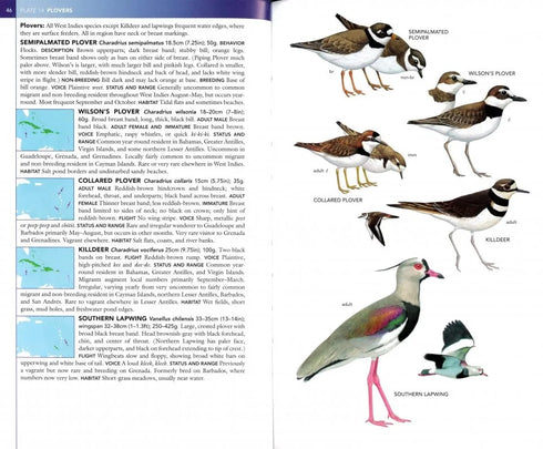 Birds of West Indies, kenttäversio - Raffaele ym. 2nd edition 2020