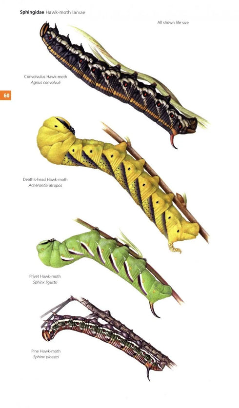 Field Guide to the Moths of Great Britain and Ireland - Waring, P. 2018