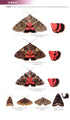 Field Guide to the Moths of Great Britain and Ireland - Waring, P. 2018