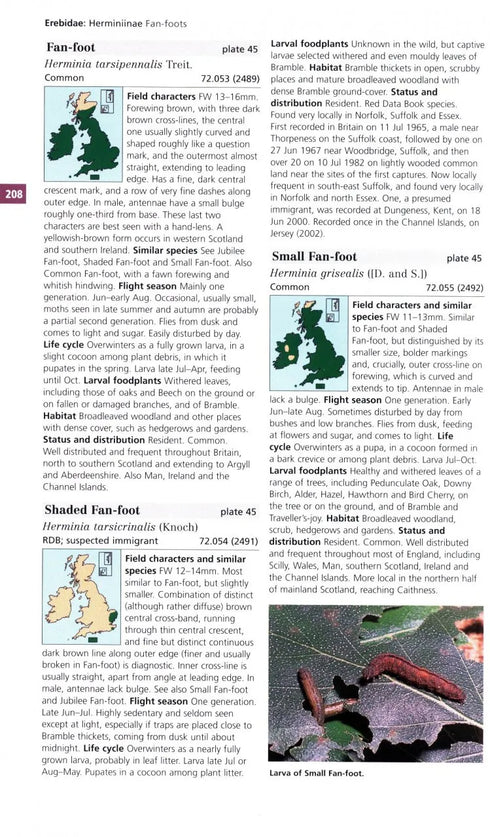 Field Guide to the Moths of Great Britain and Ireland - Waring, P. 2018
