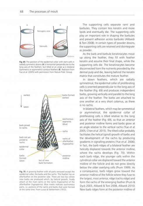 The Biology of Moult in Birds (Jenni&Winkler 2020)