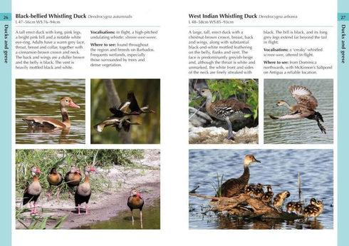 Birds of the Lesser Antilles - Ryan Chenery 2022