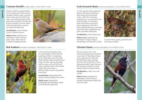 Birds of the Lesser Antilles - Ryan Chenery 2022