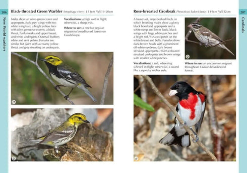 Birds of the Lesser Antilles - Ryan Chenery 2022