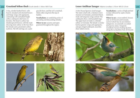 Birds of the Lesser Antilles - Ryan Chenery 2022