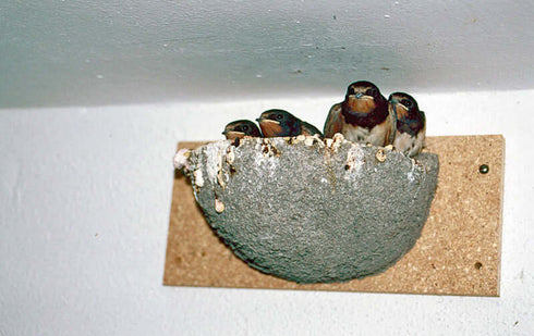 Haarapääskyn pönttö Schwegler no 10 - kestävä puubetoniseos