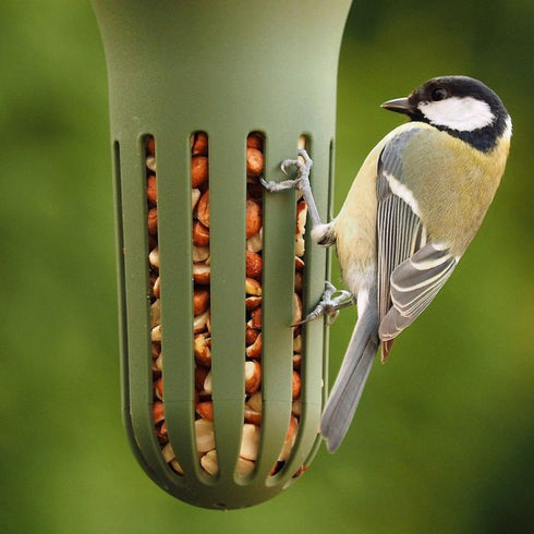 Ruokinta Hello Max pähkinöille