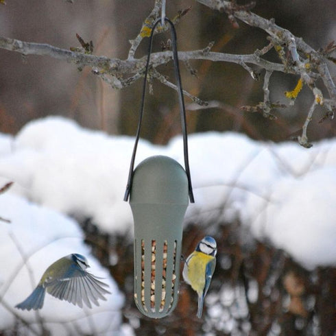 Ruokinta Hello Max pähkinöille