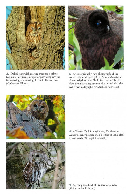 The Tawny Owl - Martin, Jeff 2022