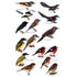 Birds of Melanesia, Bismarcks, Solomons, Vanuatu and New Caledonia (Dutson 2011)