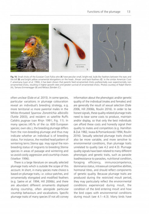 The Biology of Moult in Birds (Jenni&Winkler 2020)