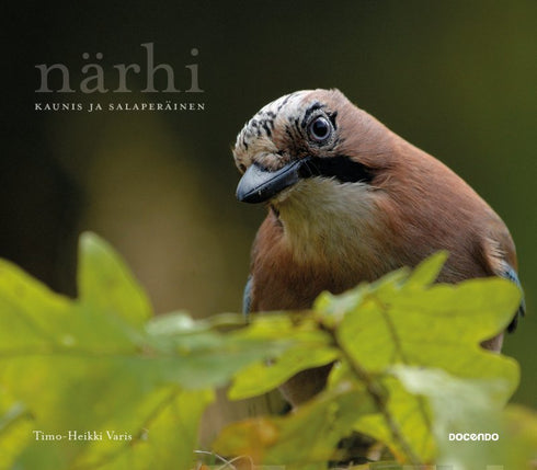 Närhi, kaunis ja salaperäinen - Timo Heikki Varis 2019