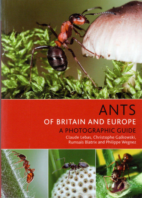 Ants of Britain and Europe, Photographic Guide - Lebas, C. ym. 2019)