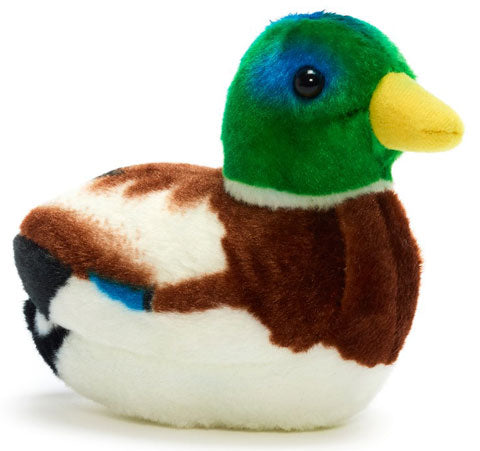 Sinisorsa, ääntelevä pehmolintu / Wild Republic