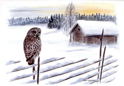 Lapinpöllö postikortti