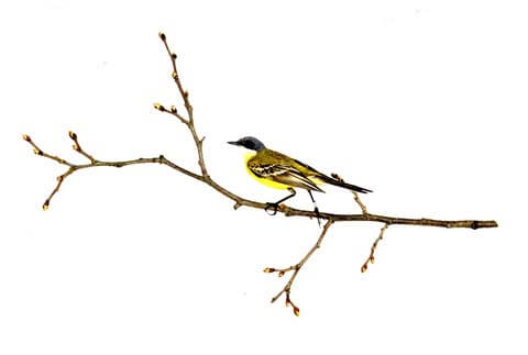 Postikortti, Keltavästäräkki, Sanna Kannisto