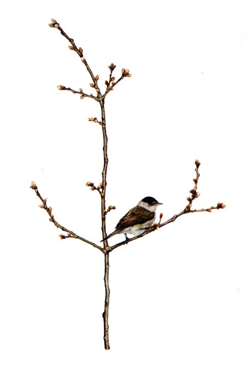 Mustapääkerttupostikortti SK