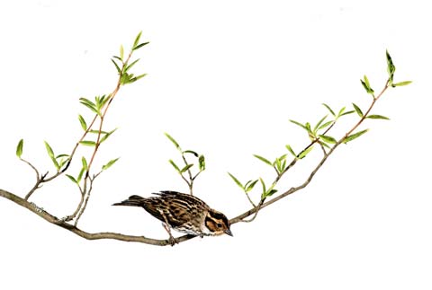 Pikkusirkkupostikortti SK