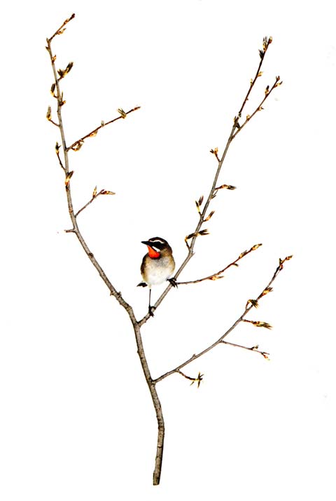 Rubiinisatakielipostikortti SK