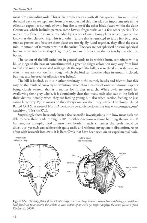 The Tawny Owl - Martin, Jeff 2022